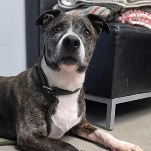 Trouble, Pit Bull Terrier, adult, available for adoption