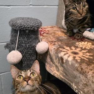 Harry & Hermione, adult, available for adoption
