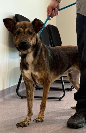 Baloney, Shepherd, adult, available for adoption