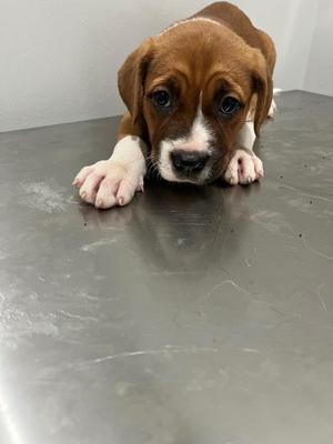 Cinderella, German Shepherd Dog, puppy, available for adoption
