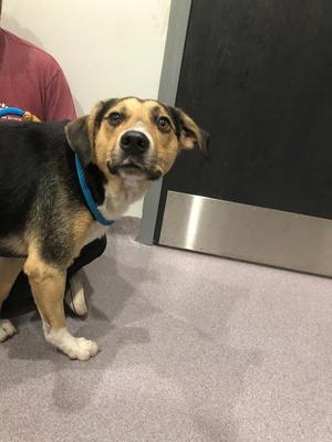 Doyle, Hound, young, available for adoption