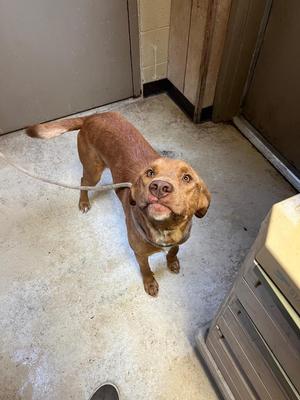 Lyle, Labrador Retriever, young, available for adoption