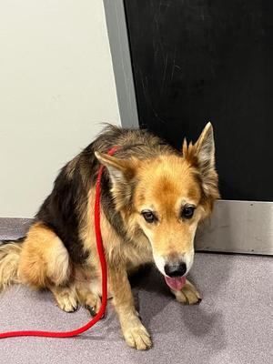 Everest, Shepherd, senior, available for adoption