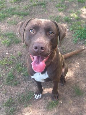 A brown dog with a white chest and paws, sitting on grass with its tongue out, looking up at the camera.