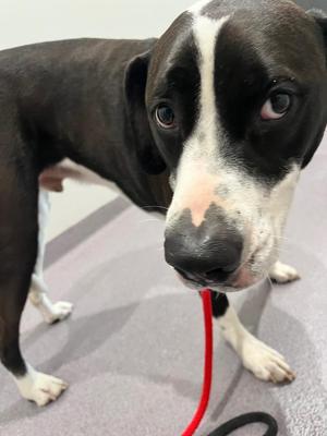 Lucky, Great Dane, adult, available for adoption