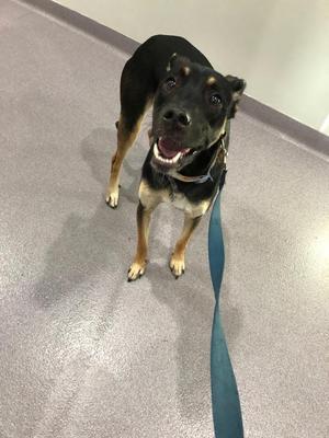 A black and tan dog with a blue leash, standing on a gray floor and looking up with its mouth open.