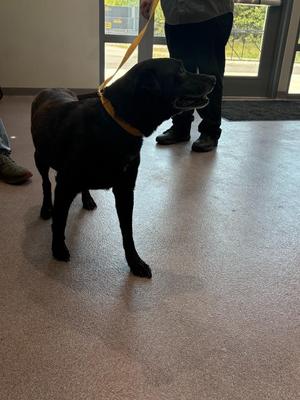 Izzy, Labrador Retriever, adult, available for adoption
