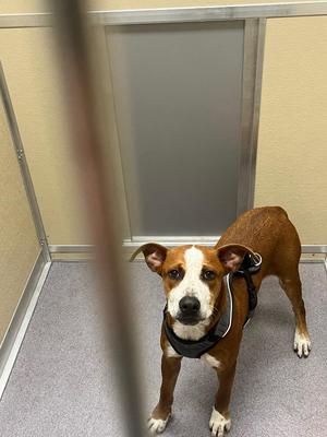 Johnny, Pit Bull Terrier, young, available for adoption