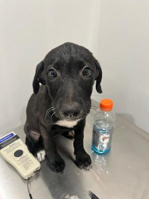 Ariana, Labrador Retriever, puppy, available for adoption