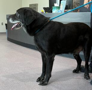 Aaron, Labrador Retriever, adult, available for adoption