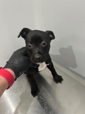 Ember, Pit Bull Terrier, puppy, available for adoption