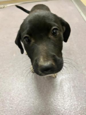 Janis, Labrador Retriever, puppy, available for adoption