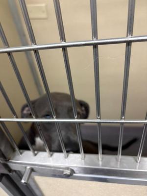 Louise, Pit Bull Terrier, young, available for adoption