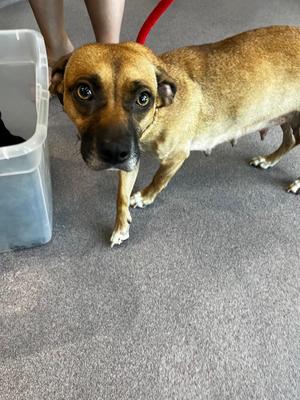 Hera, Terrier, adult, available for adoption