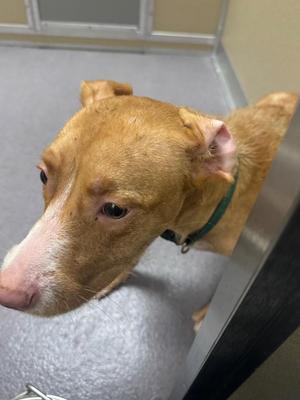 Emerald, Pit Bull Terrier, young, available for adoption