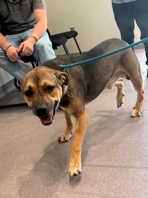 Charles, Pit Bull Terrier / Shepherd, adult, available for adoption