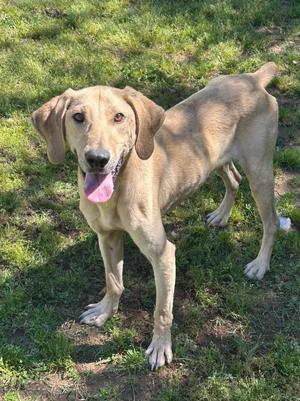 Dunn, Hound, young, available for adoption