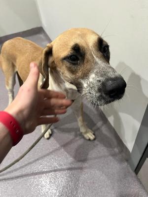 Jolene, Labrador Retriever, young, available for adoption