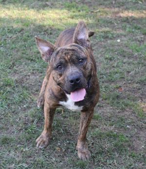A brindle-colored dog with a white chest standing on grass, looking directly at the camera with its tongue out.