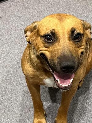 Cookie, Black Mouth Cur, puppy, available for adoption