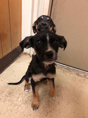 Abby, Terrier, puppy, available for adoption