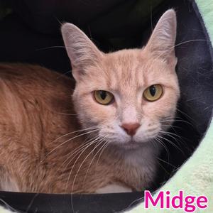 Midge, young, available for adoption