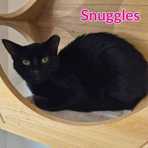 Snuggles, kitten, available for adoption