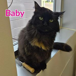 Baby, senior, available for adoption