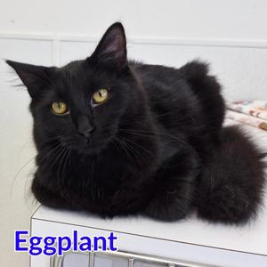 Eggplant, kitten, available for adoption