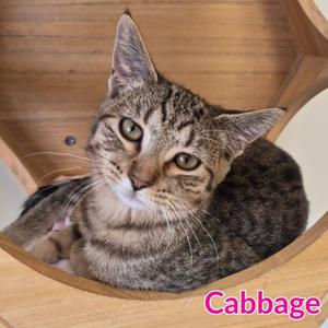 A tabby cat named Cabbage sitting in a wooden cat tree