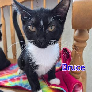 Bruce, kitten, available for adoption