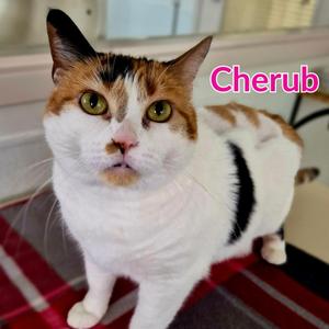 Cherub (fka Chelsea), adult, available for adoption