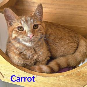 An orange tabby cat named Carrot is lying in a wooden cat bed.