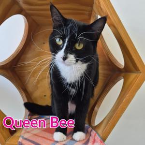 Queen Bee, young, available for adoption