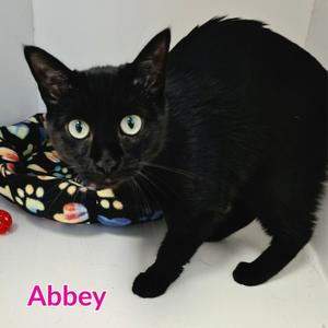 Abbey, young, available for adoption
