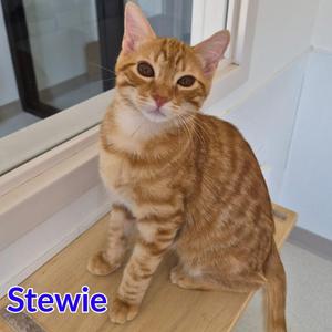 Stewie, kitten, available for adoption