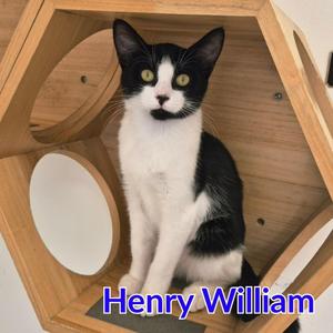 Henry William, kitten, available for adoption