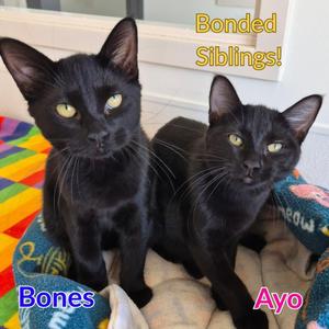 Bones, kitten, available for adoption