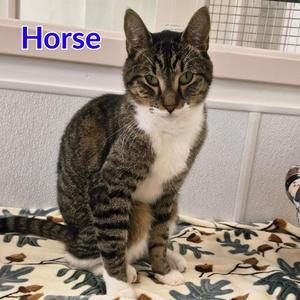 Horse, young, available for adoption