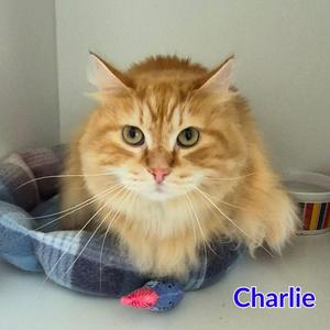 A fluffy orange cat named Charlie sitting in a blue and white plaid bed with a toy mouse in front of it.