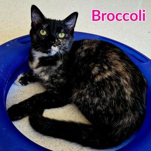 Broccoli, kitten, available for adoption