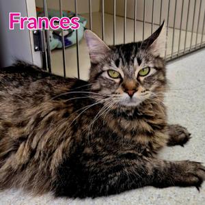 Frances, adult, available for adoption