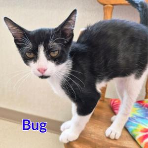 Bug, kitten, available for adoption