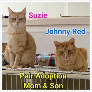 Suzie, young, available for adoption