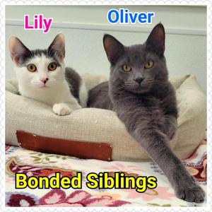 Lily, young, available for adoption