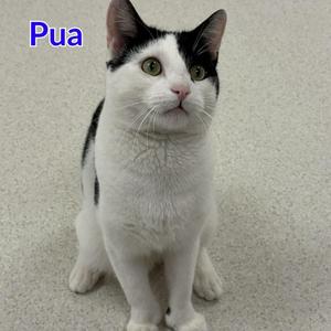 A black and white cat sitting on a light-colored surface with the word "Pua" written in blue text above it.