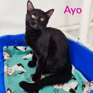 Ayo, kitten, available for adoption