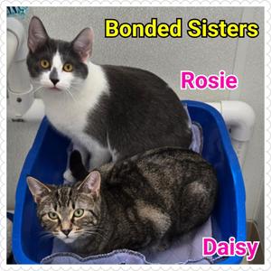Rosie, young, available for adoption