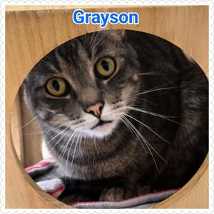 Grayson, young, available for adoption