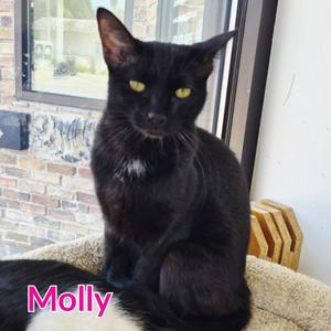 Molly, young, available for adoption